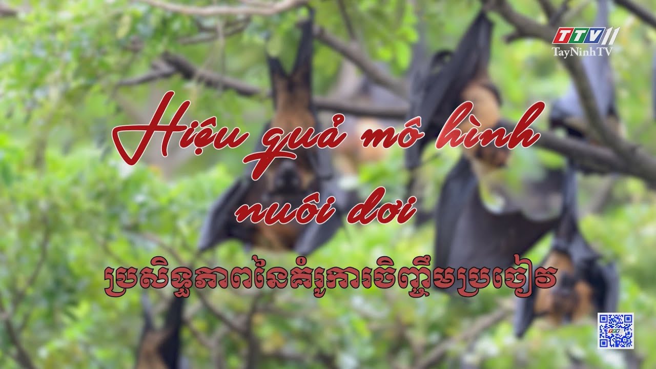 Hiệu quả mô hình nuôi dơi | NÔNG NGHIỆP TÂY NINH | TayNinhTV